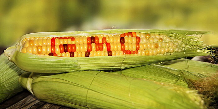 Какие продукты являются природными ГМО