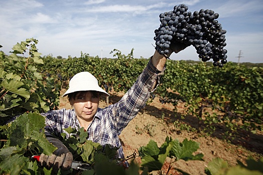 В Дагестане решили резко увеличить площади под виноградниками