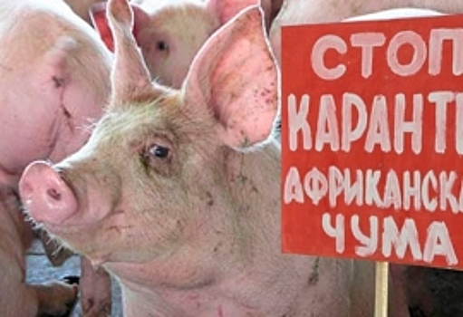 В Омской области количество очагов африканской чумы свиней превысило три десятка