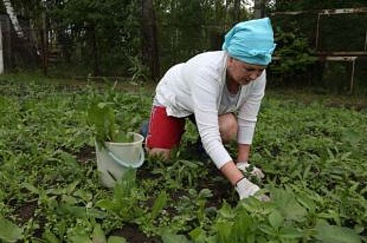 Вырвать с корнем и не только. Десять способов борьбы с сорняками