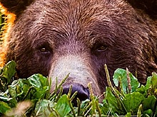 В Кабардино-Балкарии медведь бросился под колеса машины