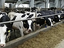 Два инвестора передумали строить молочные комплексы в Ростовской области