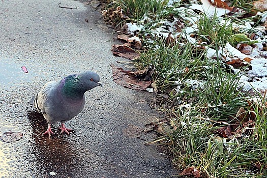 Синоптик Шувалов рассказал, когда москвичам ожидать первого снега