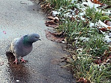 Синоптик Шувалов рассказал, когда москвичам ожидать первого снега