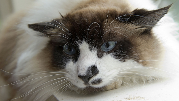 Специалист рассказал, как действовать в случае смерти домашнего питомца