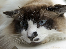 Специалист рассказал, как действовать в случае смерти домашнего питомца