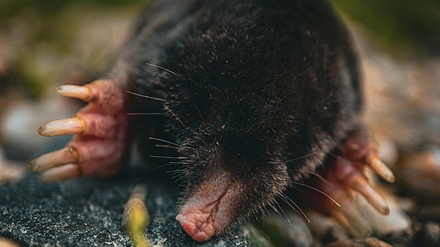 Почему не стоит избавляться от крота на участке