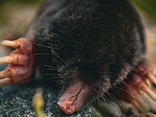 Почему не стоит избавляться от крота на участке