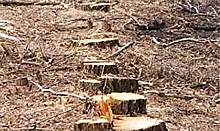 В Пуровском районе незаконно вырубили лес на Малохадырьяхинском месторождении