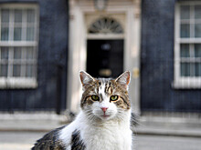 Кот Ларри с Даунинг-стрит дал советы новому премьеру