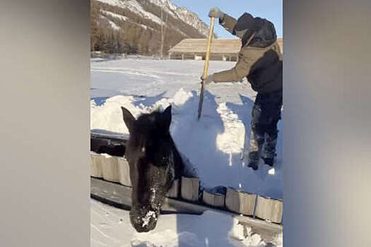В Бурятии спасение лошади из сугроба попало на видео