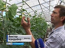Начинающим фермерам региона выделили более 100 млн рублей