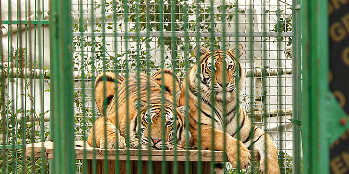 Хоспис для диких кошек: как семья из Новосибирска спасает хищников