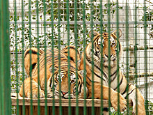 Хоспис для диких кошек: как семья из Новосибирска спасает хищников