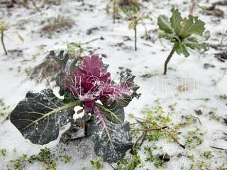Ученые предупредили об угрозе заморозков на Дону в апреле и мае