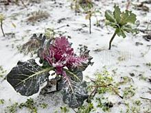 Ученые предупредили об угрозе заморозков на Дону в апреле и мае