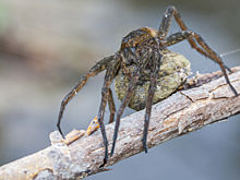 Ученые установили причину боязни пауков и змей