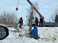 Жители Тобольска обеспокоены массовой вырубкой деревьев в городе