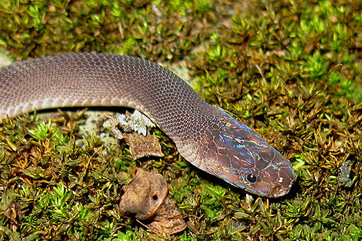Анаконда родила сама от себя
