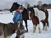 Подружиться с лошадью. Под Даниловом появился необычный приют для животных