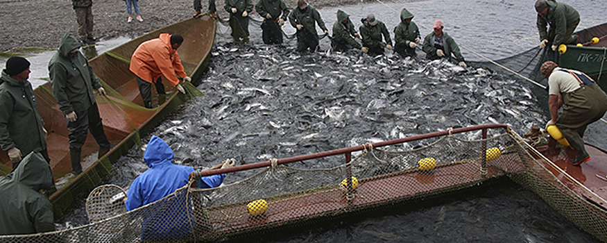 На Камчатке семьи участников СВО из числа КМНС обеспечат рыбой до конца путины