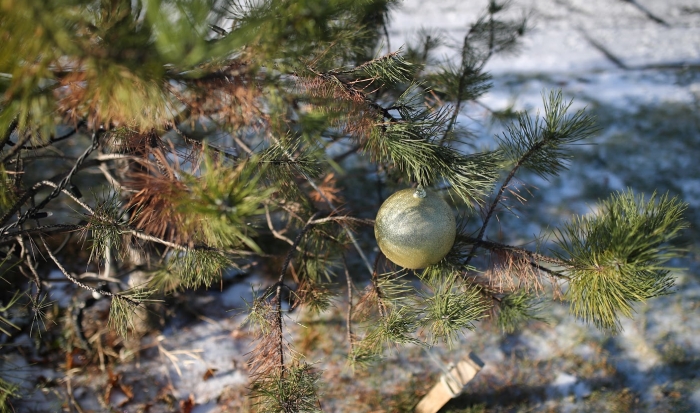Жителям Волгограда посоветовали после Нового года сдать елки на переработку