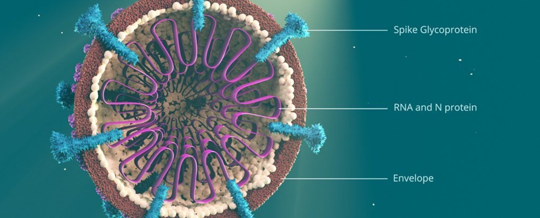 Волны коронавируса в мире. Коронавирус мутации. Новая мутация коронавируса. Мутации у вирусов ковид. Мутации коронавируса фото.
