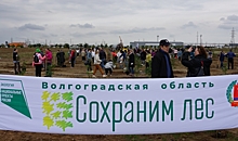 В Волгоградской области стартовала акция «Сохраним лес»
