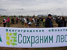 В Волгоградской области стартовала акция «Сохраним лес»