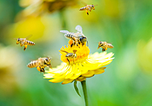 В доме у американца поселились сто тысяч пчел