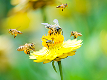 В доме у американца поселились сто тысяч пчел