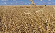 У тульских аграриев более 2 миллионов тонн зерна
