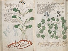 Почему Манускрипт Войнича считается самой загадочной книгой истории