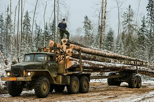 Комитет Госдумы одобрил штрафы за неправильную перевозку древесины