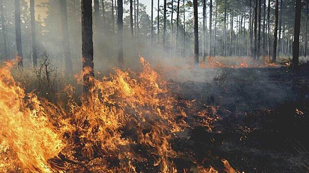Дым от лесных пожаров приводит к развитию слабоумия и других неврологических заболеваний