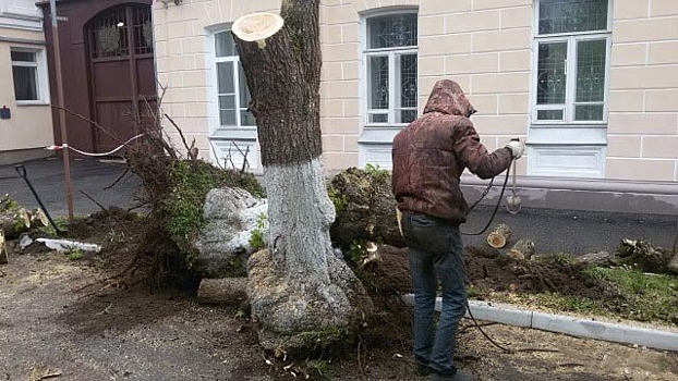 Экологи назвали вредительством обрезку деревьев в Костроме