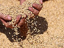 Беларусь ввела запрет на экспорт зерна