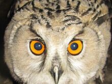 Виталий Безруков и Карен Даллакян выпустят на волю спасенных молодых сов и выступят в защиту лебедей