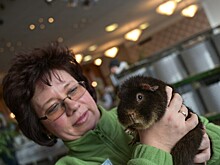 Свинка билась в судорогах, пока ветеринары не избавили ее от колонии клещей