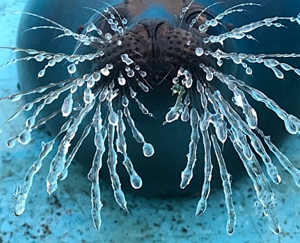 Фото дня: тюлень Крошик с ледяными усами