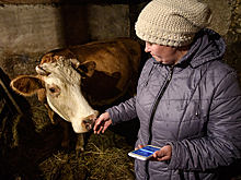 Доярок в малонаселённых деревнях подключат к Wi-Fi