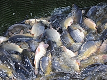 Суд приговорил Вадима Варшавского к 7 годам и 10 месяцам колонии за мошенничество