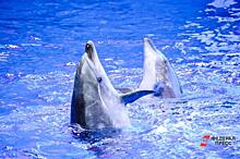 Недавно родившийся дельфиненок умер в Приморском океанариуме