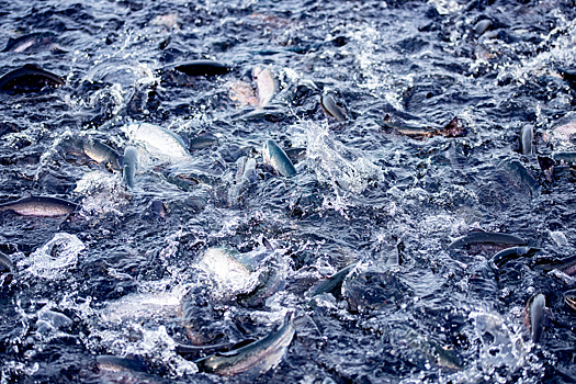 Разведение радужной форели. Какие современные технологии помогают рыбе расти быстрее?