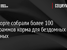 В Выборге собрали более 100 килограммов корма для бездомных животных