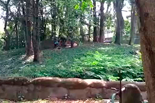 Спасение посетителя зоопарка из вольера со львом сняли на видео