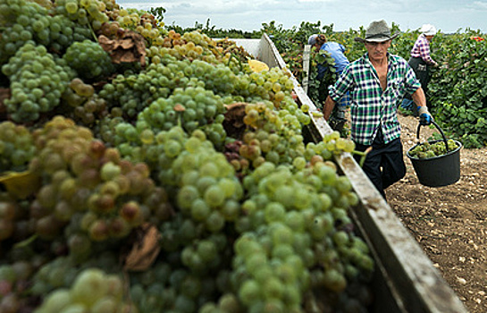 Крымские виноделы намерены конкурировать с западными производителями вина