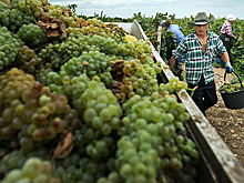 Крымские виноделы намерены конкурировать с западными производителями вина