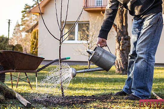 Pravda.Ru: опрыскивание деревьев на даче защитит их от вредителей и болезней