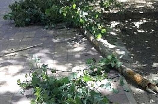 Дерево чуть не убило двух пешеходов в Ставрополе